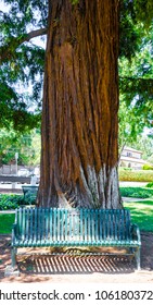 Park Bench Under A Redwood Tree