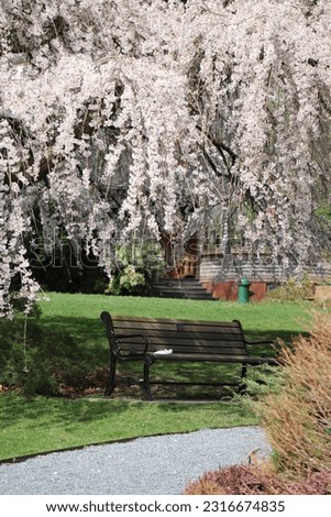 A park bench under the shade of a fully bloomed weeping cherry blossom tree.