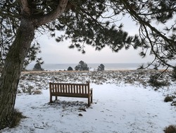 Park Bench Under A Tree With A View Of The Sea In Kampen - Sylt