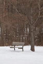 Park Bench Under A Tree In Winter With Snow On The Ground