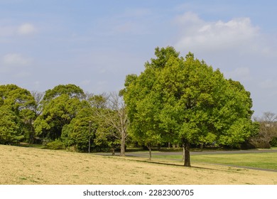Park with big trees, blue sky, lawn and trees, refreshing sunlight filtering through the trees, refresh image, background material, - Shutterstock ID 2282300705