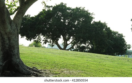 Park at dawn