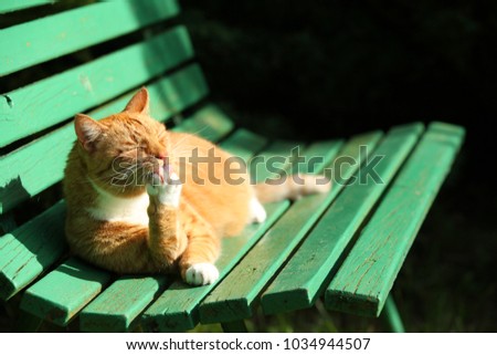 Similar – Cat lying on wooden floor