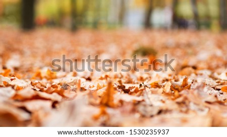 Park fall trees with fallen lush foliage covering the ground. Background texture of yellow leaves autumn leaf background.