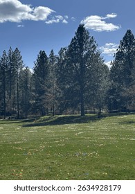 Park field with Easter Eggs 