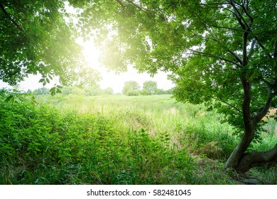 Park, fresh plants, refreshing landscape - Shutterstock ID 582481045