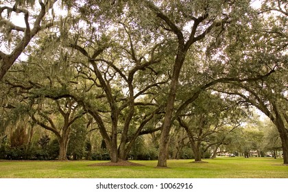 A park full of old oak trees hanging with spanish moss
