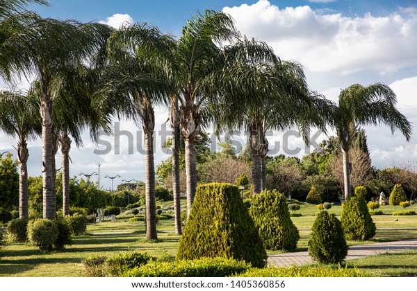 Park Gardens Pine Trees Located Near Nature Parks Outdoor Stock