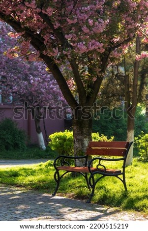 park with japanese sakura trees in spring. beautiful urban scenery in morning light. bench beneath a pink blossoming branches