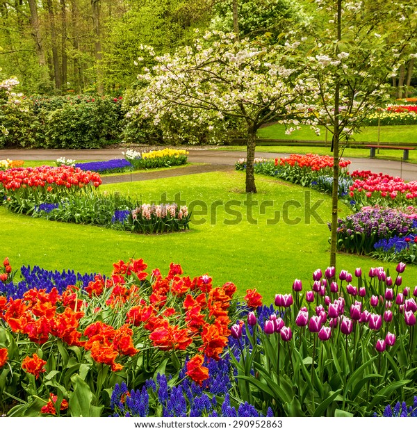 Park Keukenhof Tulpenblume Garten Holland Stockfoto Jetzt Bearbeiten 290952863