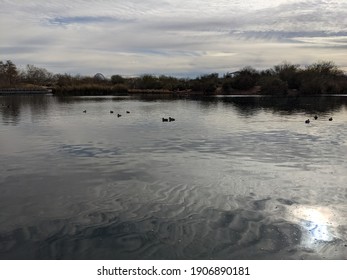 Park Lake In Gilbert, Az. Cloudy Day. Ducks On The Lake