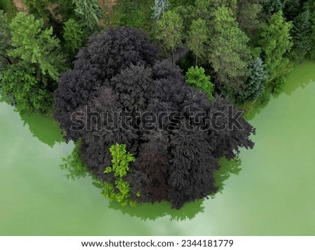 park landscape with bright yellow paths like in a rain forest. the trees have branches above the water. the water is fresh green, probably full of nutrients and cyanobacteria. red leaved beech