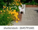 Park landscape with orange Sulphur Cosmos (Cosmos sulphureus Cav.) in full bloom in early summer and a bench