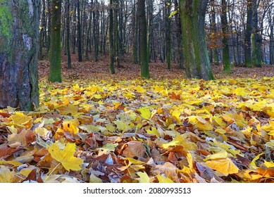 The Park In Late Fall, A Carpet Of Yellow Leaves Lies Beneath Tall Trees With Gray Branches. Many Trees In The Background. No People.