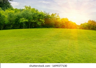 Park and lawn green trees large courtyard beautiful sunlight