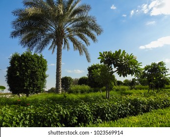 Park Near Sheikh Mohammed Bin Rashid Al Maktoum Palace In Dubai. United Arab Emirates