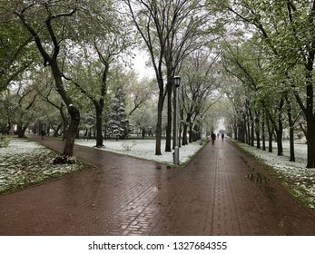 A Park. Novosibirsk Lenin Square