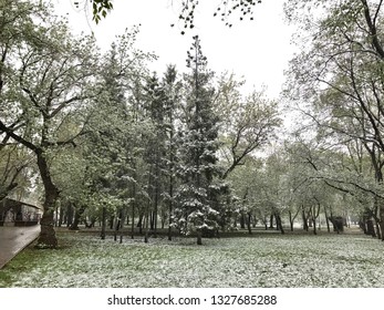 A Park. Novosibirsk Lenin Square