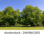 Park and outdoor concept, Spring landscape big tree on green grass meadow, New young green leaves on twig in in the park under blue sky, Nature greenery background, Amstelpark, Amsterdam, Netherlands.