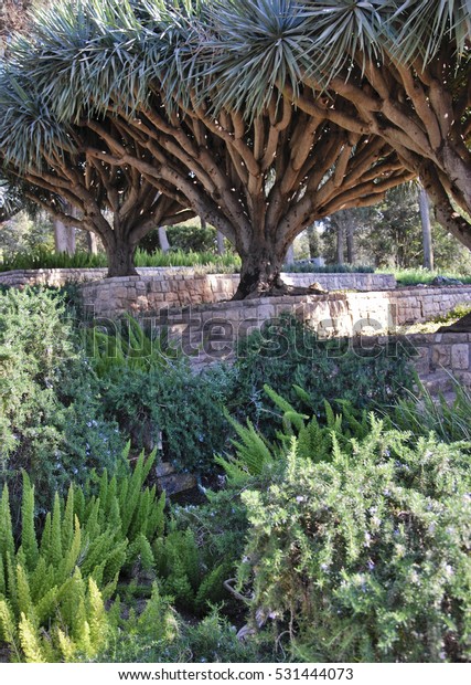 Park Ramat Hanadiv Memorial Gardens Baron Stock Photo Edit Now