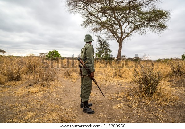 A park ranger working in the Tarangire\
National Park in northern Tanzania,\
Africa