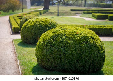 Park With Rounded Shrubs And Green Lawns, Landscape Design. Shrub In The Form Of A Round Green Ball, In Summer.