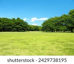 Park scenery with grassland and fresh green forest in early summer