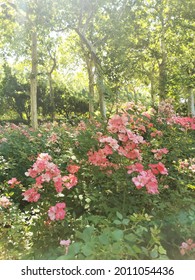 A Park With Shrubs Of Bright Pink Groundcover Roses On Background Of Trees