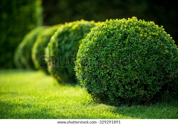park with
shrubs and green lawns, landscape
design
