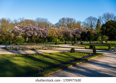 Park Spring Gras Blooming Tree