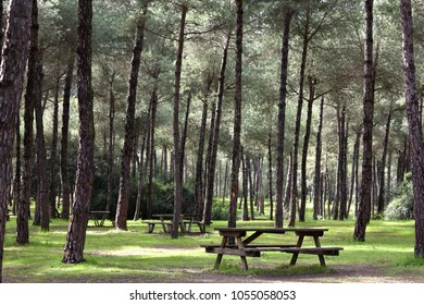Park table in the pine forest