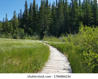 Park Trail Bow Valley Provincial Park Alberta Canada