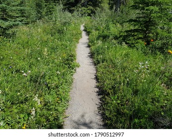 Park Trail Bow Valley Provincial Park Alberta Canada