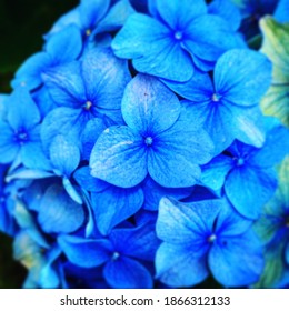 Park Trail Pacific North West Blue Flowers