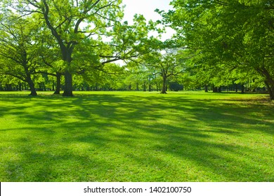 Park tree in the morning - Powered by Shutterstock