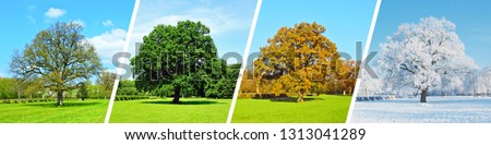 Park Tree Panorama - Four Seasons