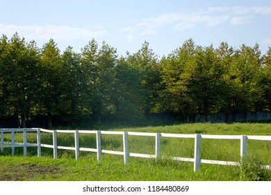 Park with Trees