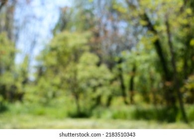 Park With Trees On Sunny Day, Blurred View. Bokeh Effect