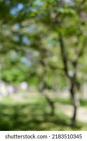 Park With Trees On Sunny Day, Blurred View. Bokeh Effect