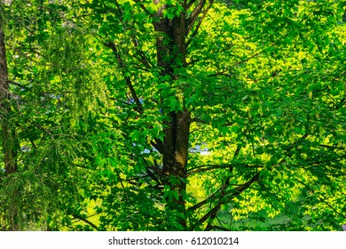Park with trees in summer