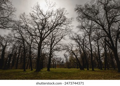 Park where tall, leafless trees cast intricate silhouettes against a cloudy sky. - Powered by Shutterstock