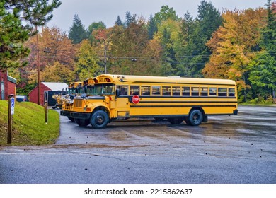 Parked School Buses In New England. Foliage Season.