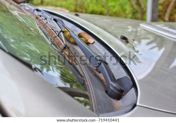 Parked under a tree, there are leaves and flowers\
in the wiper blades.