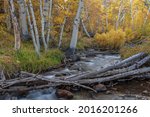 Parker Creek, Fall, Ansel Adams Wilderness, California