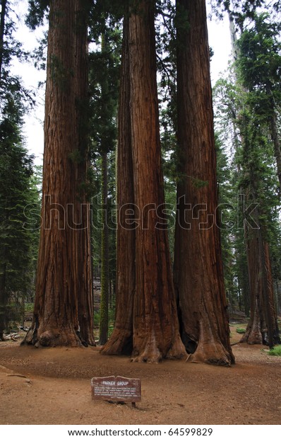 Parker Group Sequoia National Park California Stock Photo (Edit Now ...