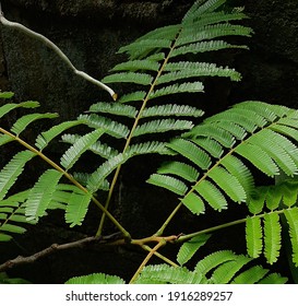 Parkia Speciosa Leaves Stinkbeans Small Stinkbeans Stock Photo ...