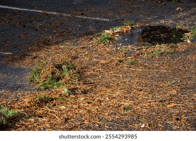 Parking lot covered with tree branches and pine needles, soaking wet ground and rain puddle on a sunny day, nature background after the storm
 - Powered by Shutterstock