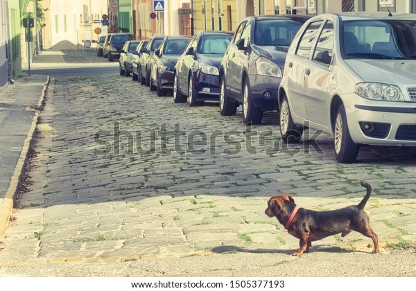 The parking\
problem in the historic tourist center of Novi Sad, Serbia -\
crowded old street of Petrovaradin\
corner