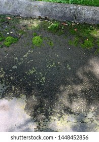 Parking Spot Covered In Moss And Grass