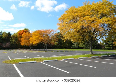 Parking Lot Tree